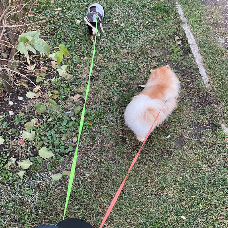 Retractable Dual Dog Leash with Flashlight and Poop Bag Dispenser